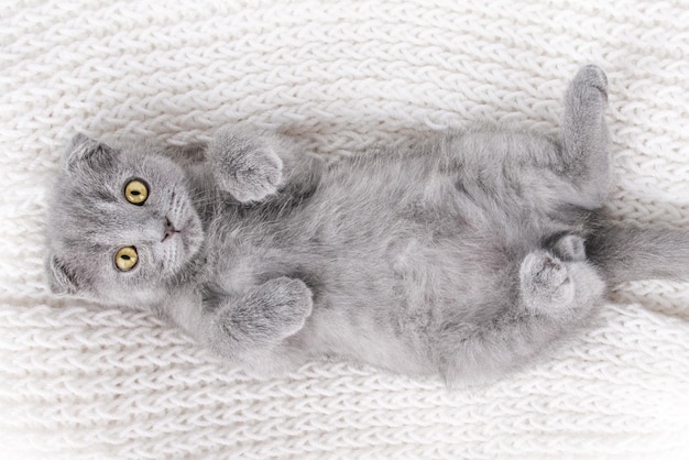 una piccola piega scozzese di gattino grigio giace sul dorso su uno sfondo a maglia leggera
