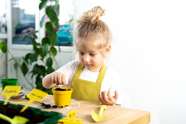 Una piccola ragazza bionda con un grembiule è impegnata a piantare semi per piantine, sorridendo, il concetto di giardinaggio per bambini.