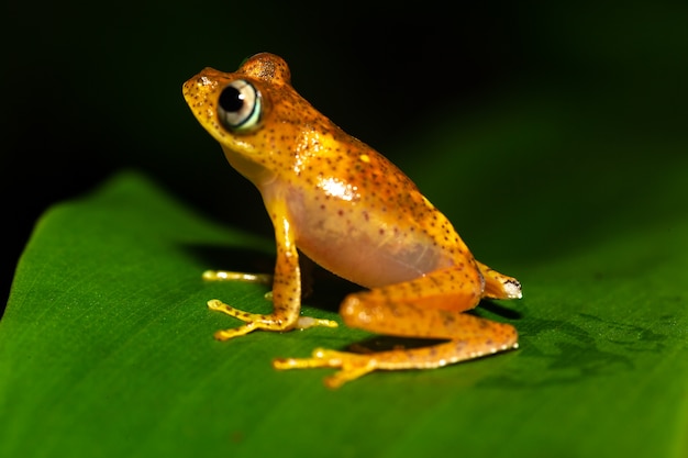 Una piccola rana arancione su una foglia verde in Madagascar