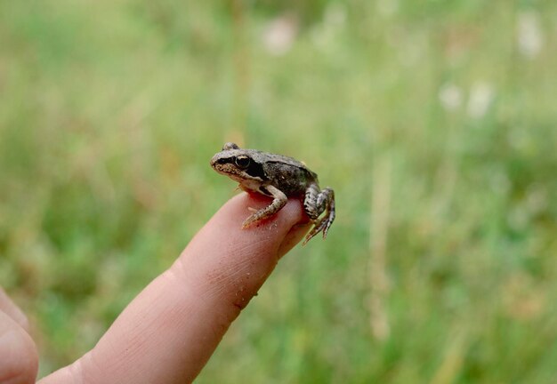 Una piccola rana sulla mano di un uomo