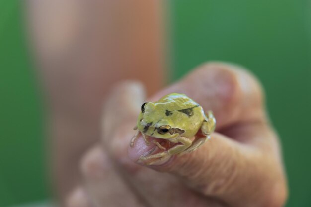 una piccola rana verde in mano