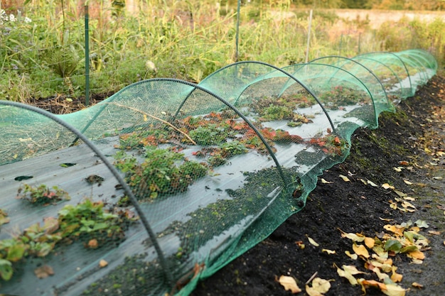 Una piccola serra di fragole in un giardino