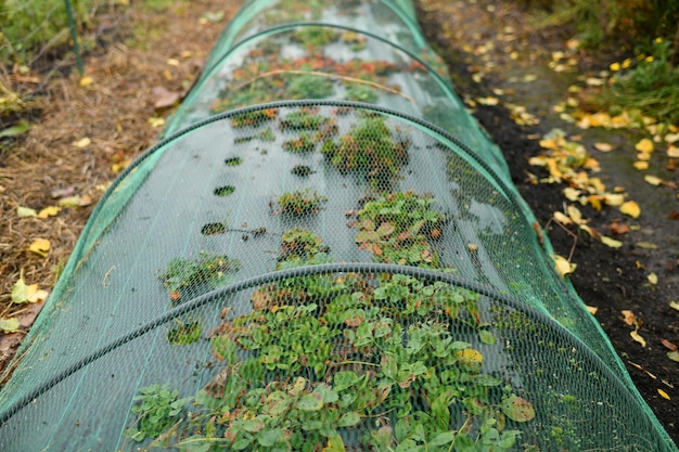 Una piccola serra di fragole in un giardino