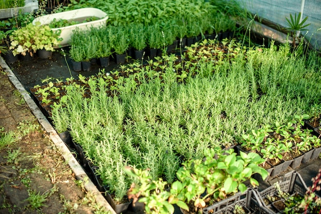 Una piccola serra per piante, cespugli e fiori in crescita. Co-allevamento domestico nell'area di residenza