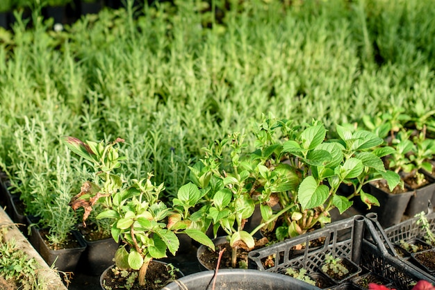 Una piccola serra per piante, cespugli e fiori in crescita. Co-allevamento domestico nell'area di residenza