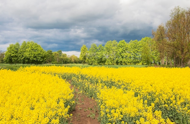 Una piccola strada sterrata attraverso i campi di colza in fiore, un paesaggio primaverile sotto le nuvole temporalesche