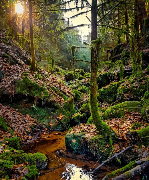 Una piccola valle nella foresta con un piccolo ruscello che la attraversa, circondata da rocce muschiose