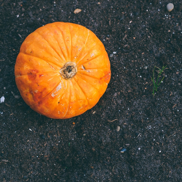 Una piccola zucca sul terreno del giardino, raccolto autunnale