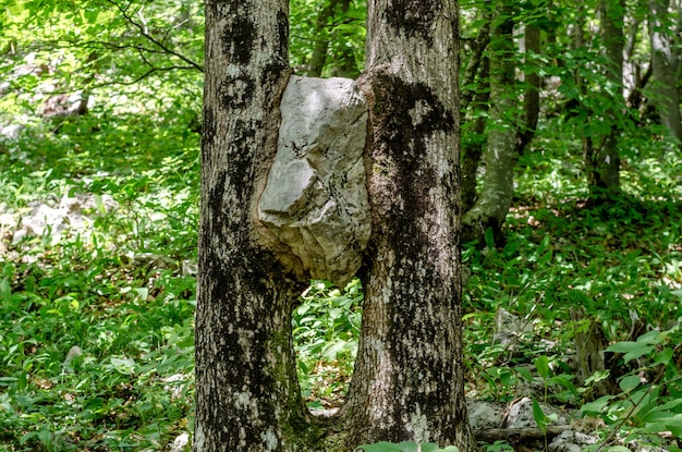 Una pietra fuori terra tra due alberi.