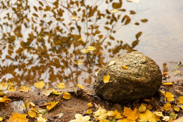 Una pietra solitaria sulla riva del fiume con foglie cadute autunnali gialle e riflessione dagli alberi.