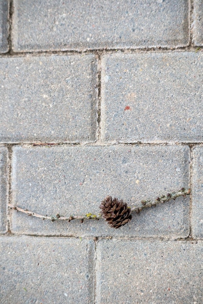 Una pigna è su un ramoscello su un muro di mattoni.