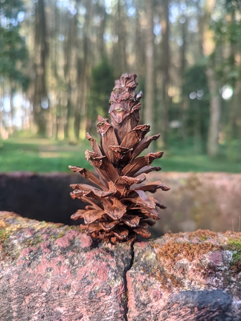 Una pigna si trova su una roccia in una foresta.