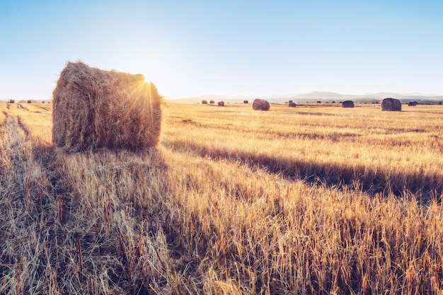 Una pila di fieno in un campo di grano all'alba, Altai, Russia