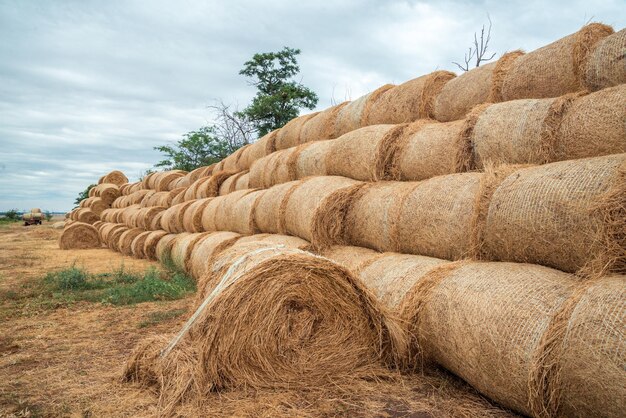 Una pila di mucchi di fieno sdraiati sul campo dorato alla fine dell'estate dopo la raccolta dei raccolti