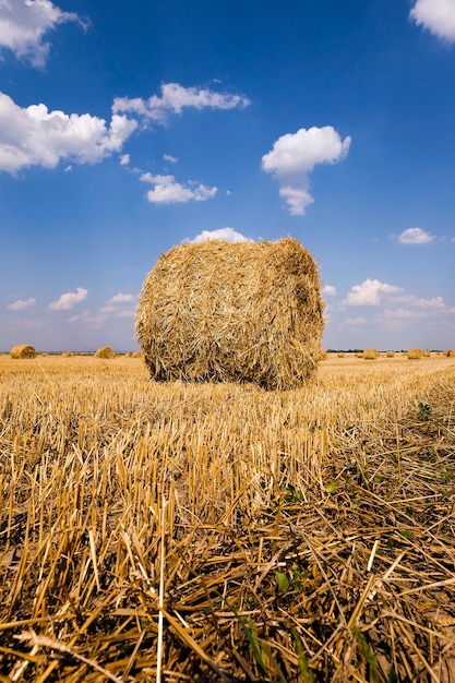 Una pila di paglia nel campo in una pila di paglia intrecciata rimane nel campo dopo la raccolta dei cereali