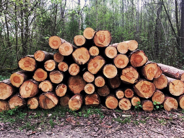 Una pila di tronchi nella foresta