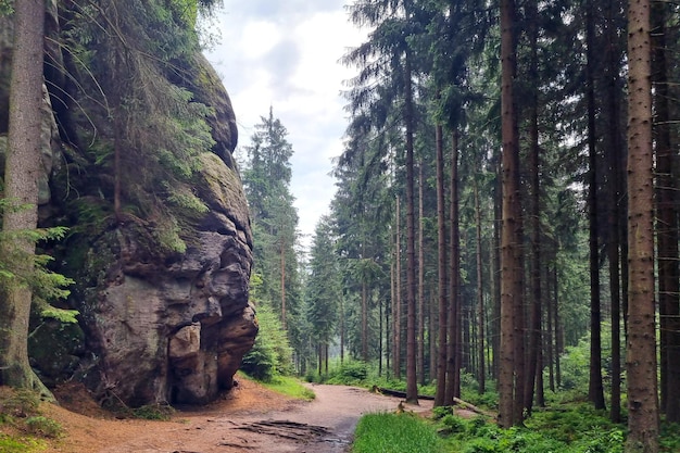 Una pittoresca foresta mistica in montagna in una nuvolosa giornata autunnale