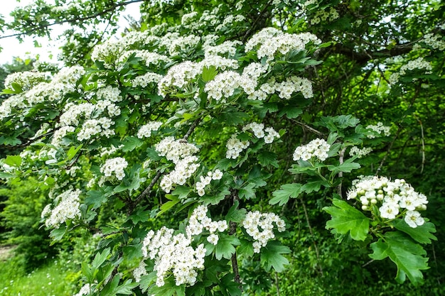 Una pittoresca foresta sulla strada per la piattaforma dell'aquila Mezmai