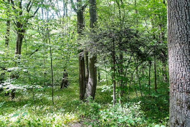 Una pittoresca foresta sulla strada per la piattaforma dell'aquila Mezmai