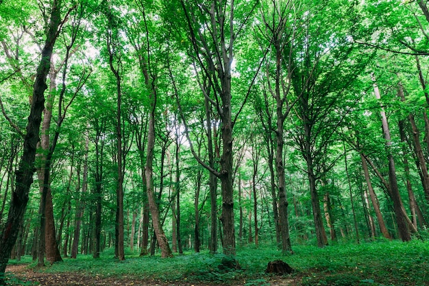 Una primavera gli alberi della foresta. superfici di luce solare di legno verde della natura.