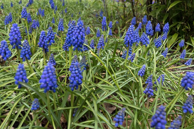 Una profusione di giacinti d'uva blu