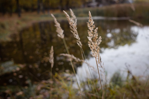 Una punta sullo sfondo di un lago. Canne morbide. Piante da campo. Caldo paesaggio autunnale. Gambi secchi.