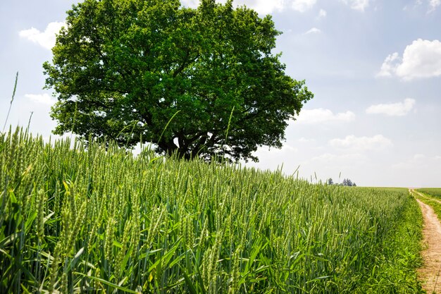 Una quercia che cresce in un campo con piante agricole, un campo per la coltivazione di cibo e strada