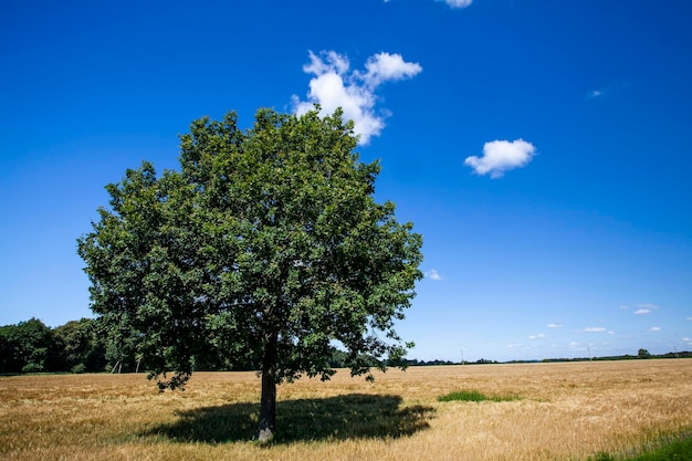 Una quercia che cresce in un campo