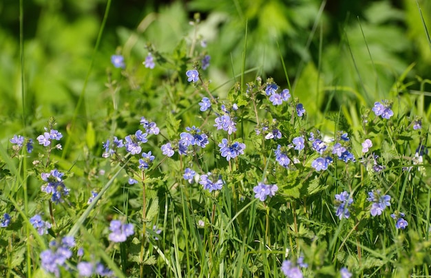 Una radura di piccoli fiori blu in una mattina di sole