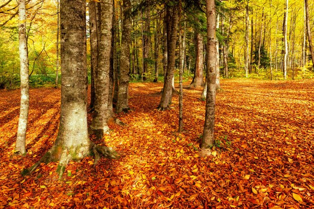 una radura in una foresta di faggio è costellata di foglie d'autunno arancioni brillanti