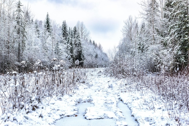 Una radura in una foresta invernale con una strada di campo lungo di essa