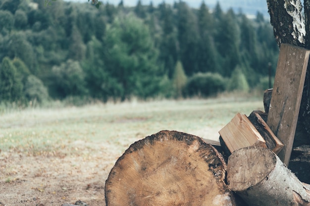 Una radura nella foresta con legna da ardere piegata per un focolare sullo sfondo degli alberi.