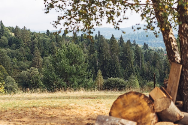 Una radura nella foresta con legna da ardere piegata