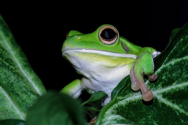 Una raganella verde in una pianta