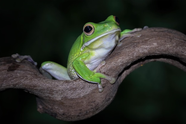 Una raganella verde si siede su un ramo.