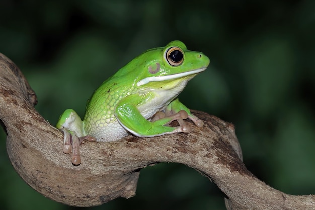 Una raganella verde si siede su un ramo.