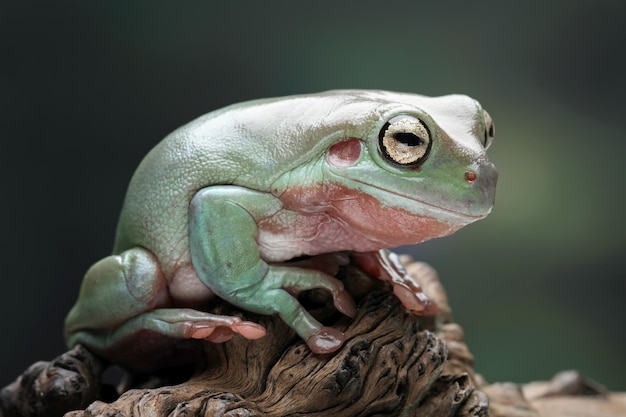 Una raganella verde si siede su un tronco.