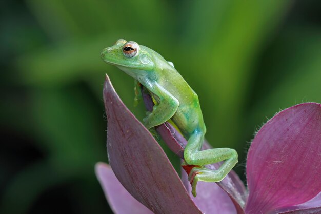 Una raganella verde si siede su una foglia viola.