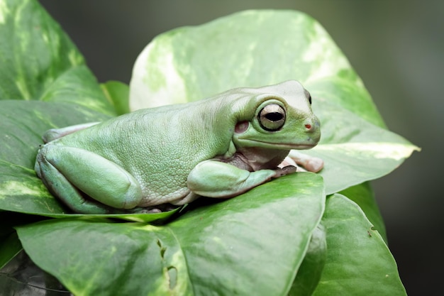 Una raganella verde si siede su una foglia.