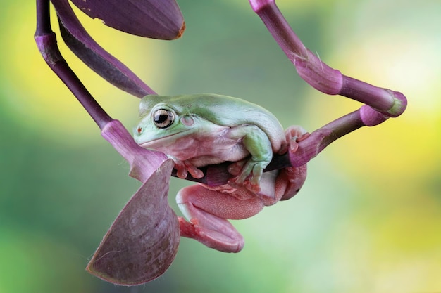 Una raganella verde si siede su una pianta.