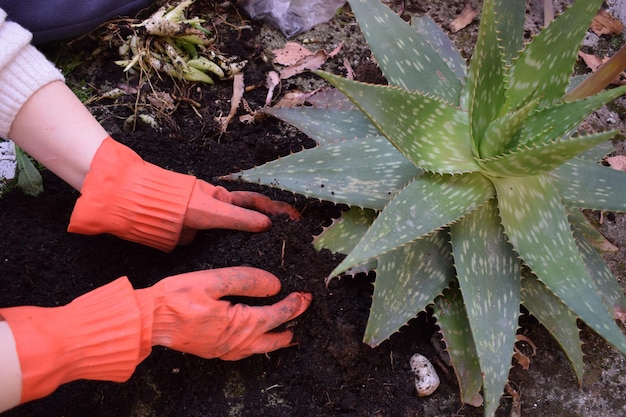 Una ragazza che pianta l'aloe vera nel suo cortile