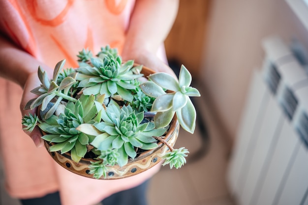 Una ragazza con diversi tipi di piante grasse nel vaso