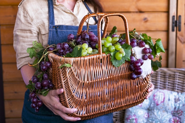 Una ragazza con un cesto raccoglie vigneti, raccoglie uve selezionate in Italia per un grande raccolto autunnale. alimenti biologici, biologici e pregiati vini fatti a mano.