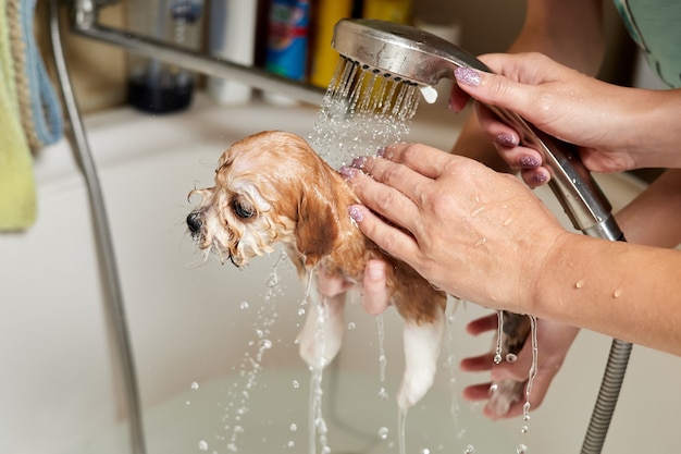 Una ragazza fa il bagno a un cucciolo di Maltipoo
