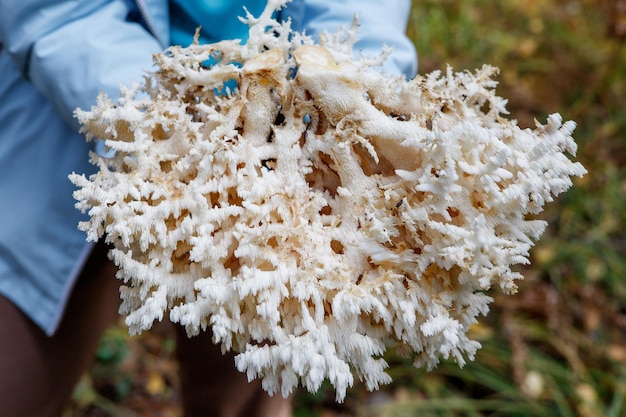 Una ragazza nella foresta tiene in mano un grande fungo tagliato Hericium coralloides