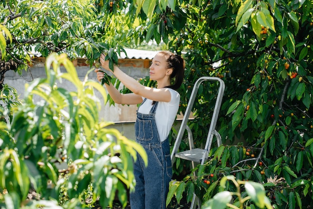 Una ragazza raccoglie ciliegie mature in giardino.