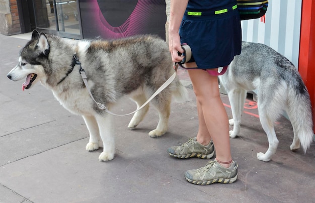 Una ragazza sta camminando al guinzaglio due husky