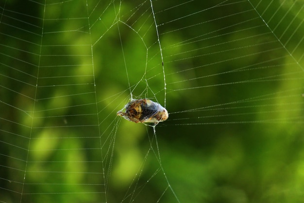 Una ragnatela con una vittima di ragno avvolta in fili un insetto avvolto che è rimasto impigliato nella rete