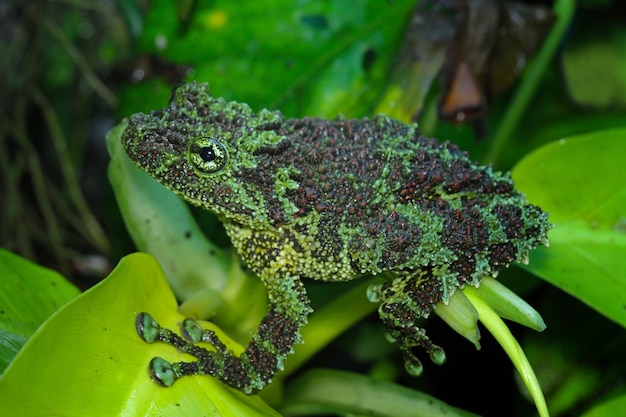 Una rana con un corpo verde e macchie nere sul corpo è circondata da foglie verdi.