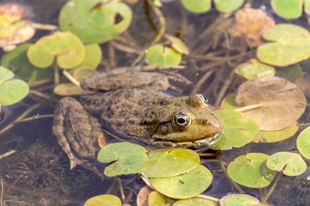 Una rana si siede in un primo piano dello stagno